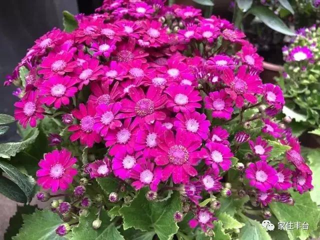 小编整理！丰台四大花市逛买攻略！春节就要这喜庆劲儿