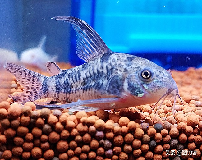 中国前十热带观赏鱼,热带观赏鱼鲤科鱼类主要有哪些鱼
