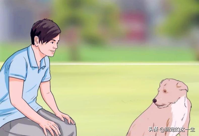 在路边看到流浪狗怎么办,遇到流浪狗如何不让它走