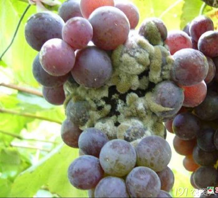 葡萄8月管理,葡萄八月的霜霉防治