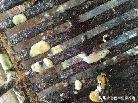庆大霉素治疗仔猪拉稀用量是多少,断奶仔猪拉稀呕吐怎么治疗