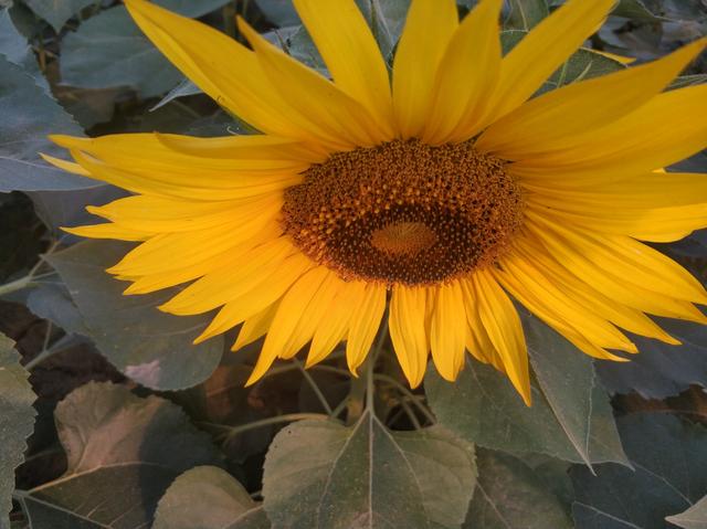 高考向日葵花束包装一举夺魁,一举夺魁一家长手捧向日葵花束