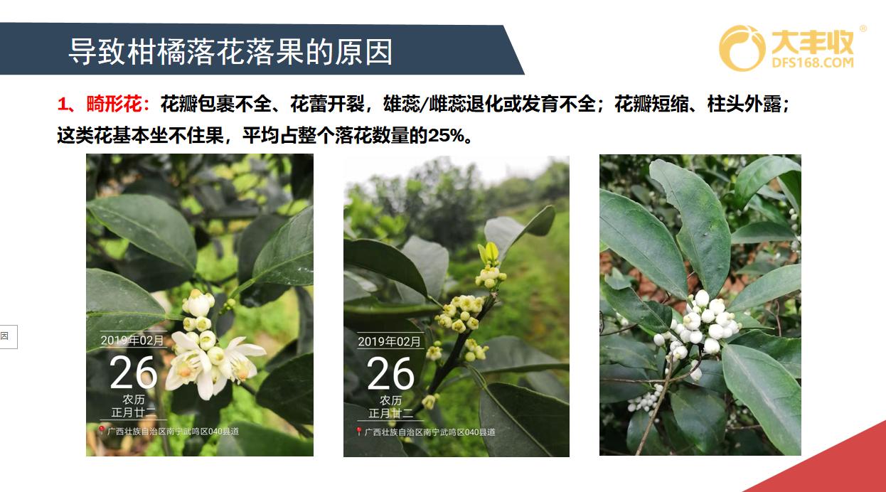 柑橘落花的原因和解决方法,柑橘落花原因分析