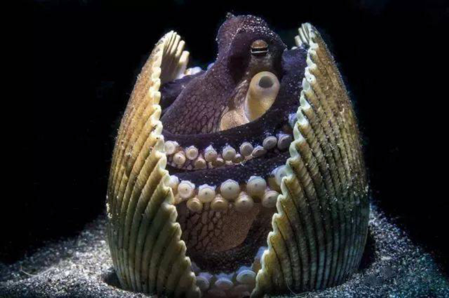 章鱼智商相当于人类几岁智商,北太平洋巨型章鱼的智商