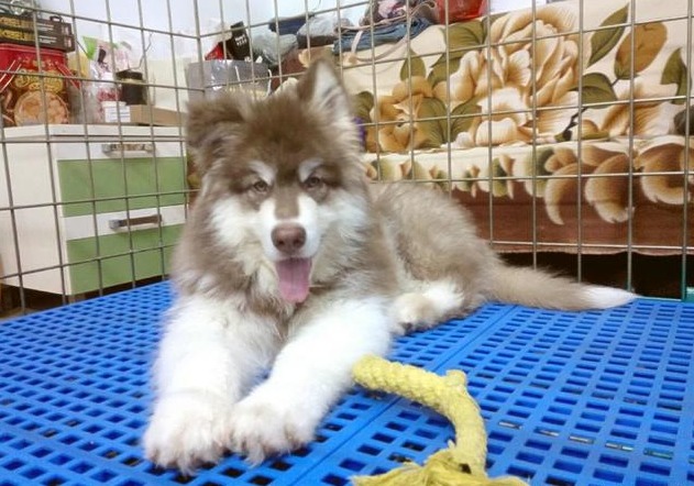 一分钟教会狗狗叫,教狗狗安静的待在笼子里