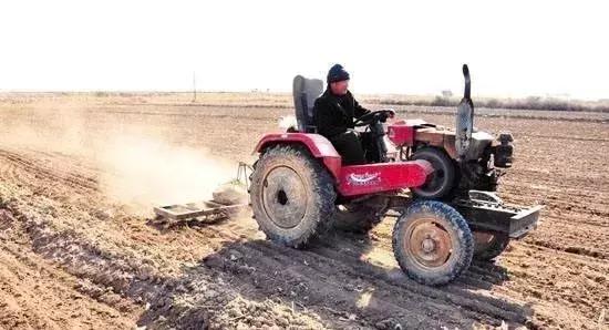 花生苗期如何促苗壮苗,花生怎样培养壮苗