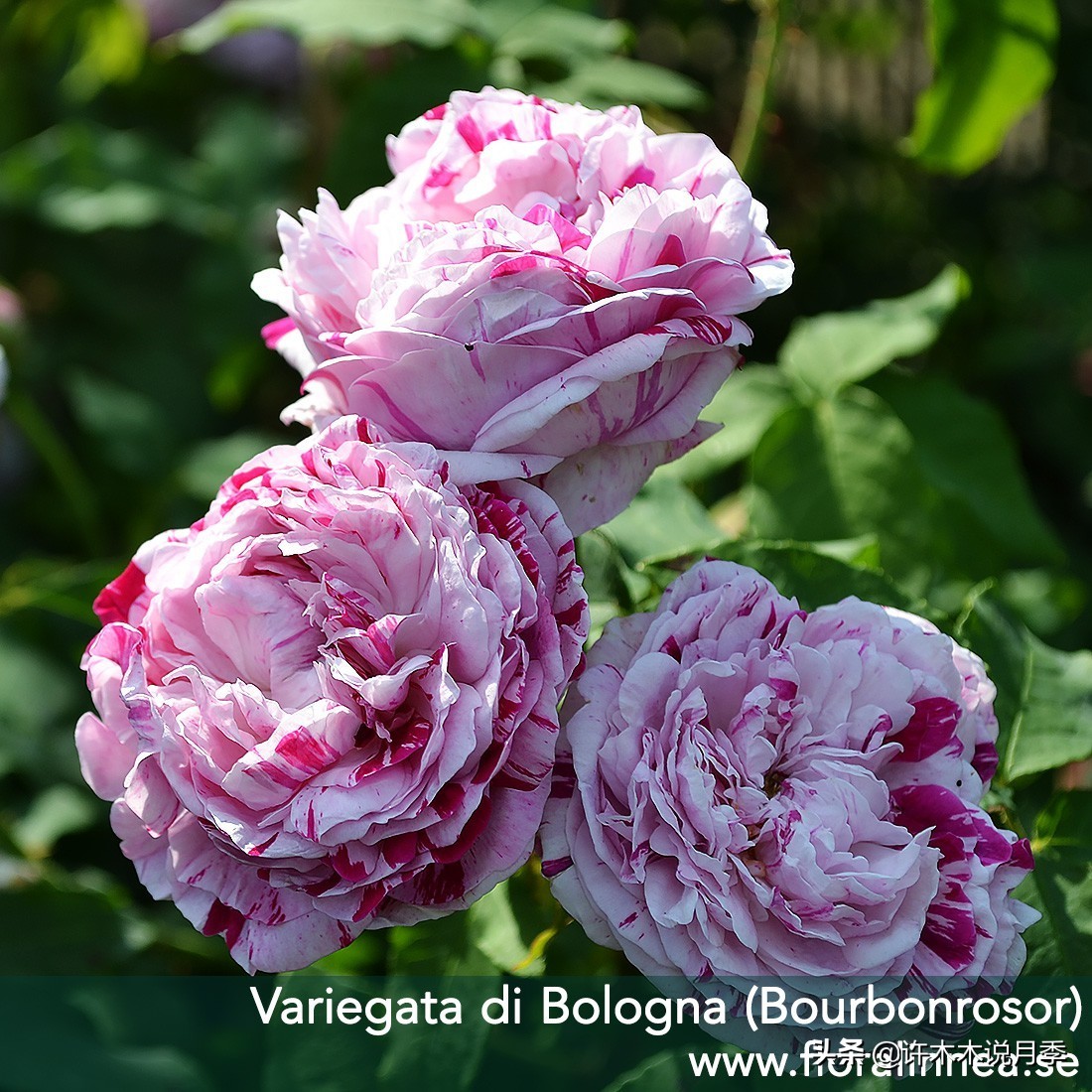 月季土壤里面有小虫子怎么办,月季花盆土壤里面的虫子