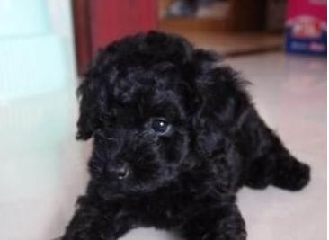为什么“黑色”贵宾犬少人养?有7个原因