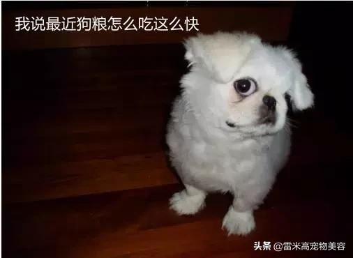 自从养了狗家里一股味道,家里养只狗真的好有安全感