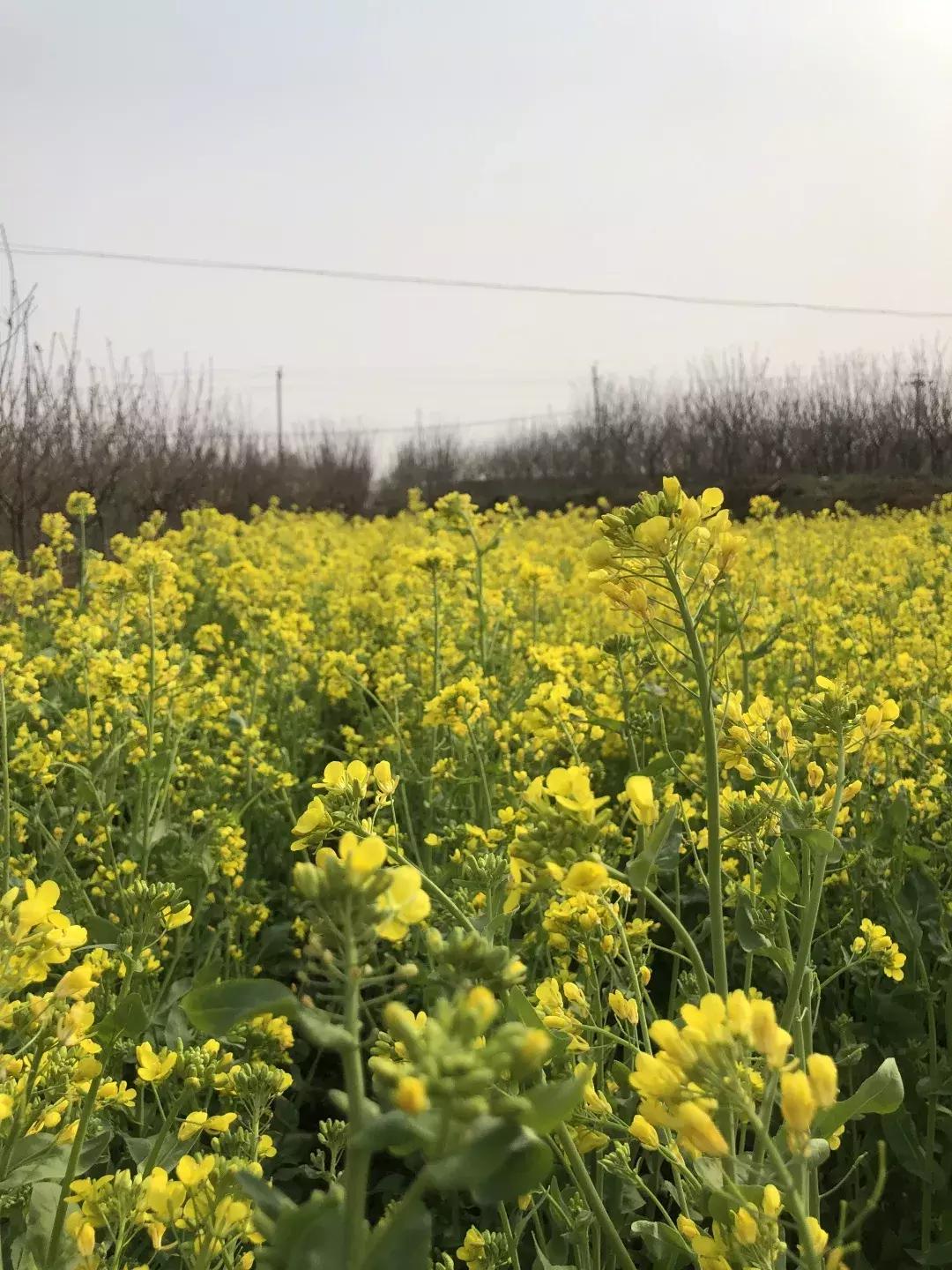 清明踏青好去处邯郸,清明假期旅游必备