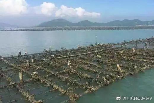 宝安人的顺德饭堂,生蚝用木桶蒸,还加黑松露