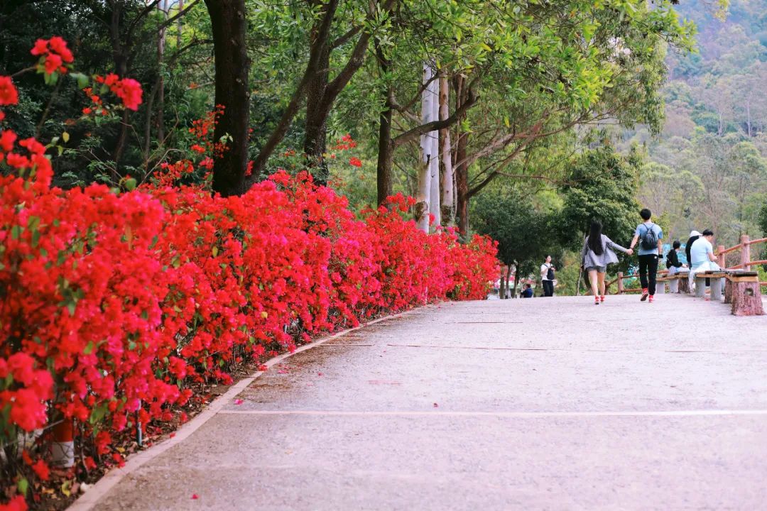 超灵验的姻缘福地!离广州深圳不到一小时,踏青赏花祈福康养首选
