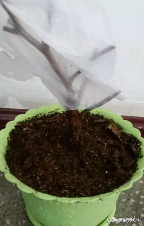 杜鹃花死了能活多久,快死的杜鹃花还能救活吗