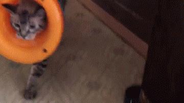 给猫戴上脖圈之后很低落,为什么给猫戴上猫圈就安静了