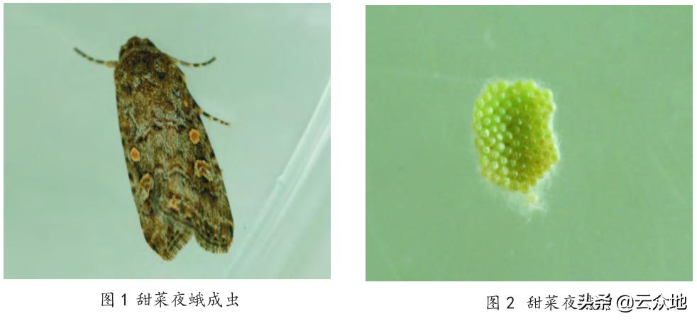 蔬菜夜蛾防治方法,大棚斜纹夜蛾虫害的治疗方法