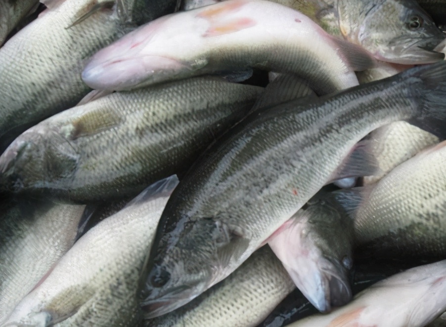 买鲈鱼去海鲜区还是河鲜,怎么挑选鲈鱼最好