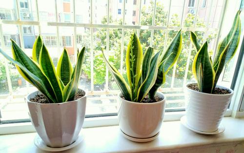 养花也要一种好心态才能养好花,人养花花养人6种花越养越健康