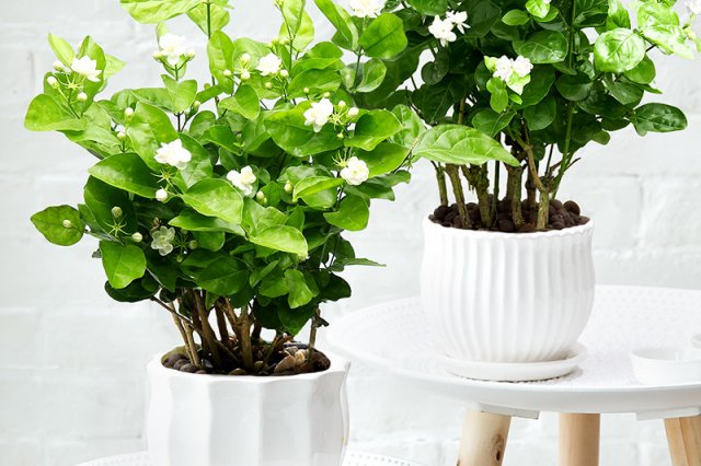 各个城市的市花中国城市市花大全,中国各个城市市花大全