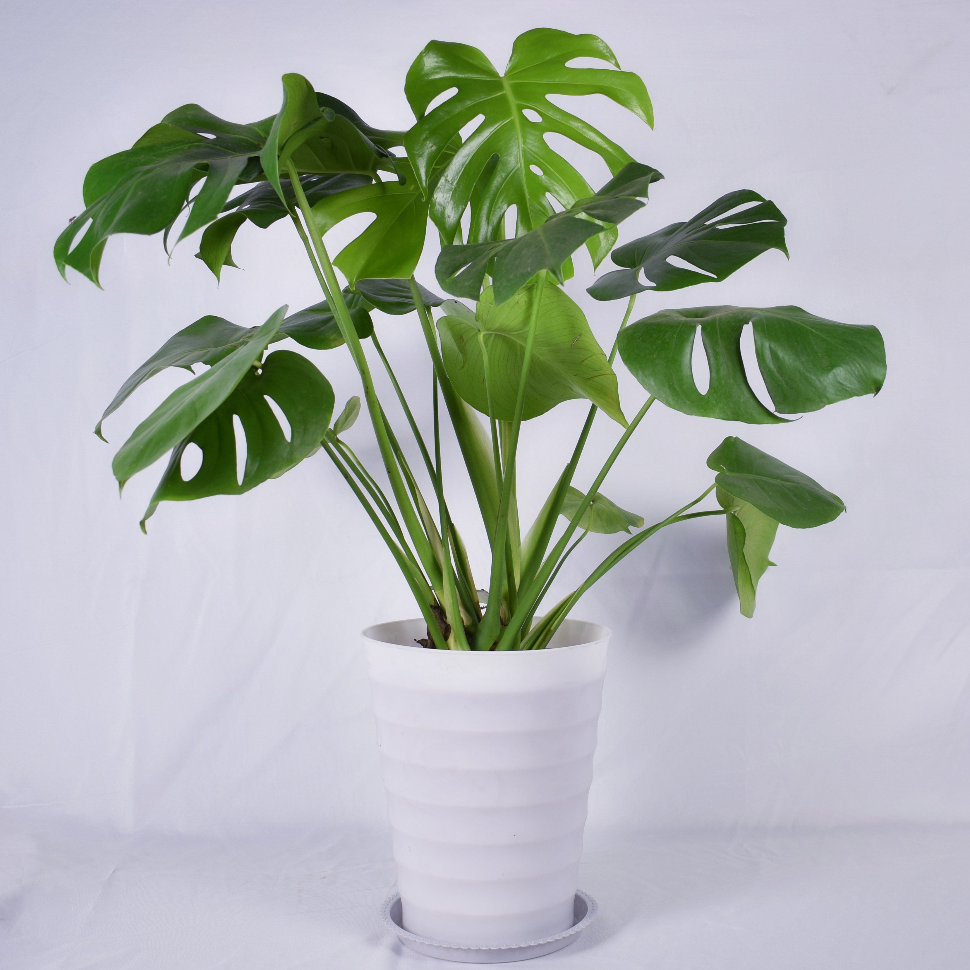 家里养什么花好看又好养又旺风水,12种吉祥花适合养在家里