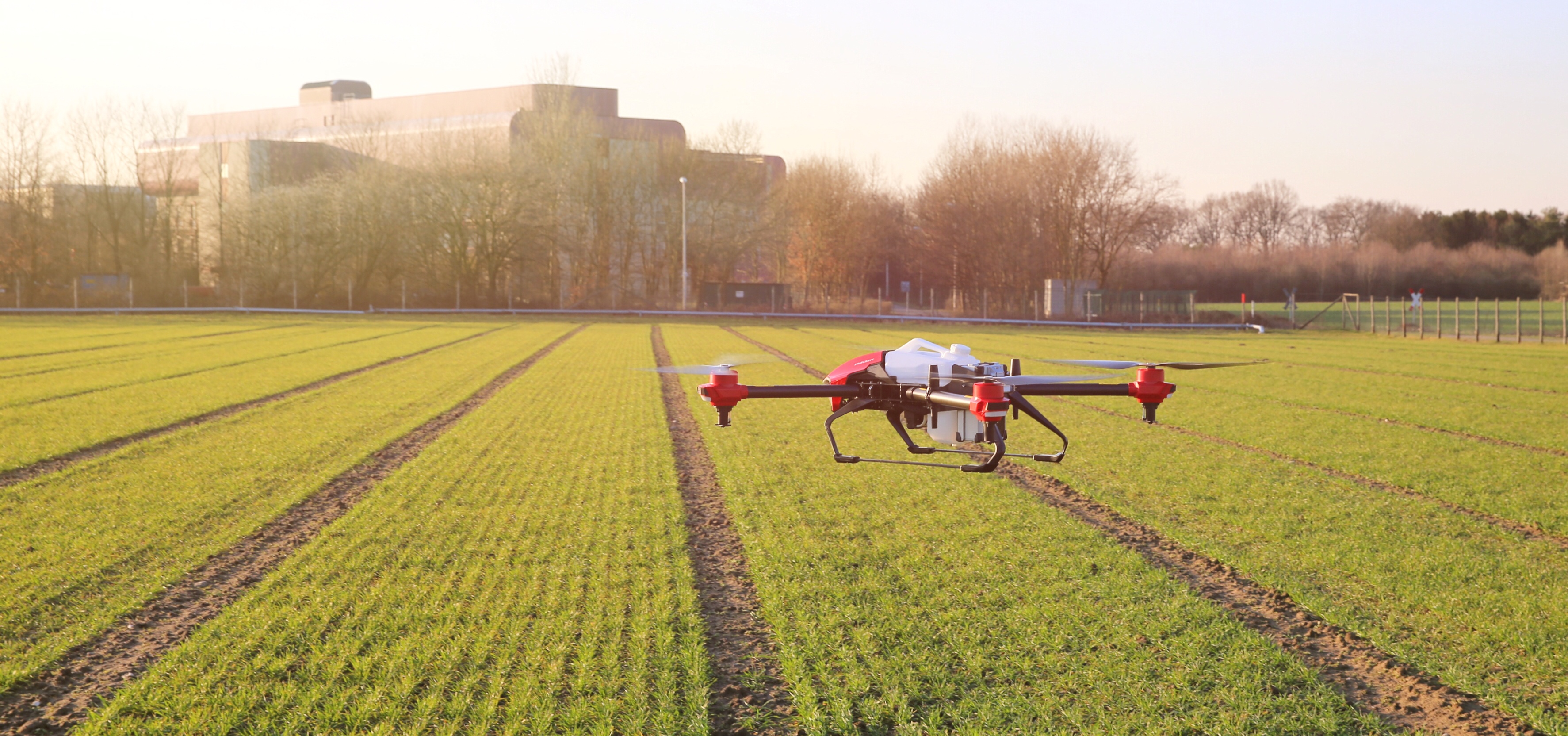 麦田禾本科除草剂药害症状,麦田除草剂对油菜的药害怎么解决