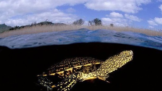 排缸养龟到底用不用打氧,养龟的水一定要晒太阳吗