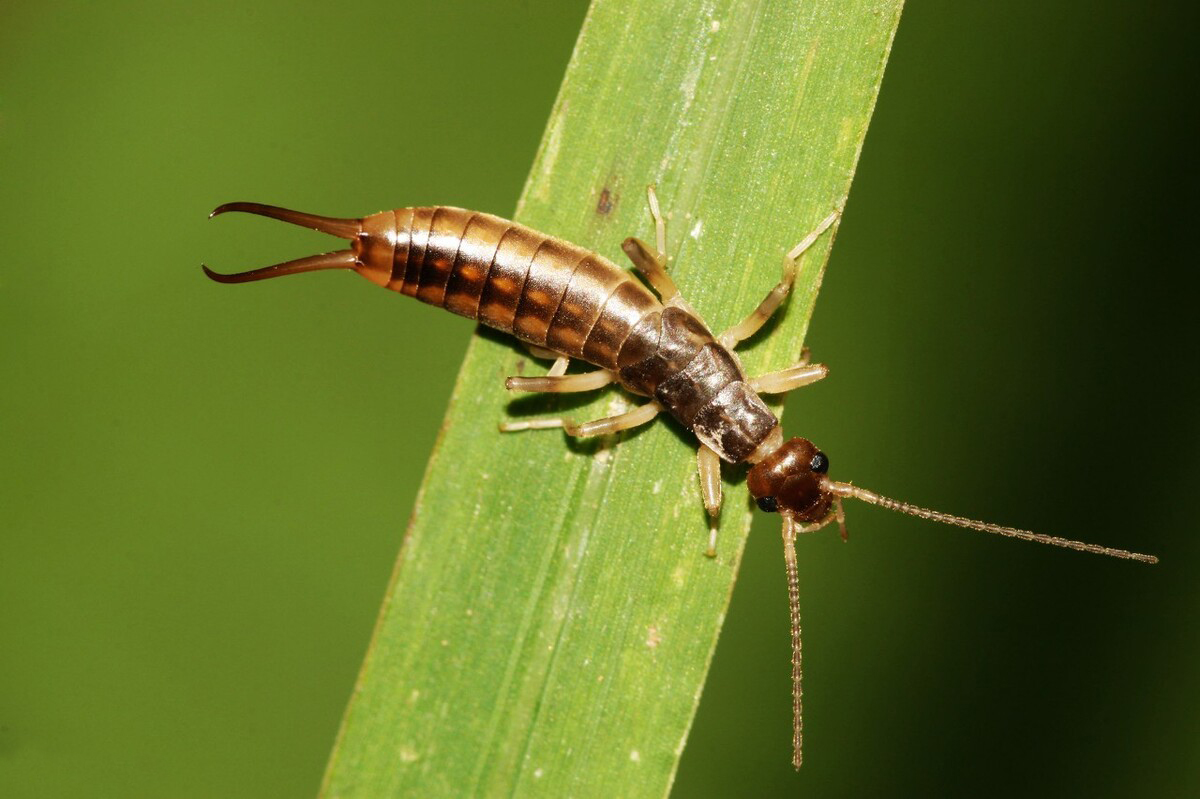 尾部长钳子的耳夹子虫,尾部带夹子的虫子