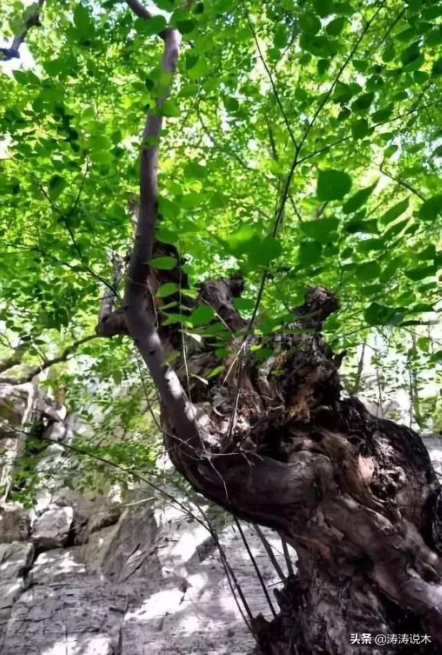 黑檀绿檀白檀,紫檀白角