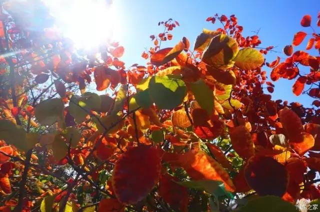 博山红叶谷门票优惠活动,博山十大免费红叶谷