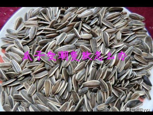 瓜子放潮了怎么变脆,瓜子受潮不脆了小妙招