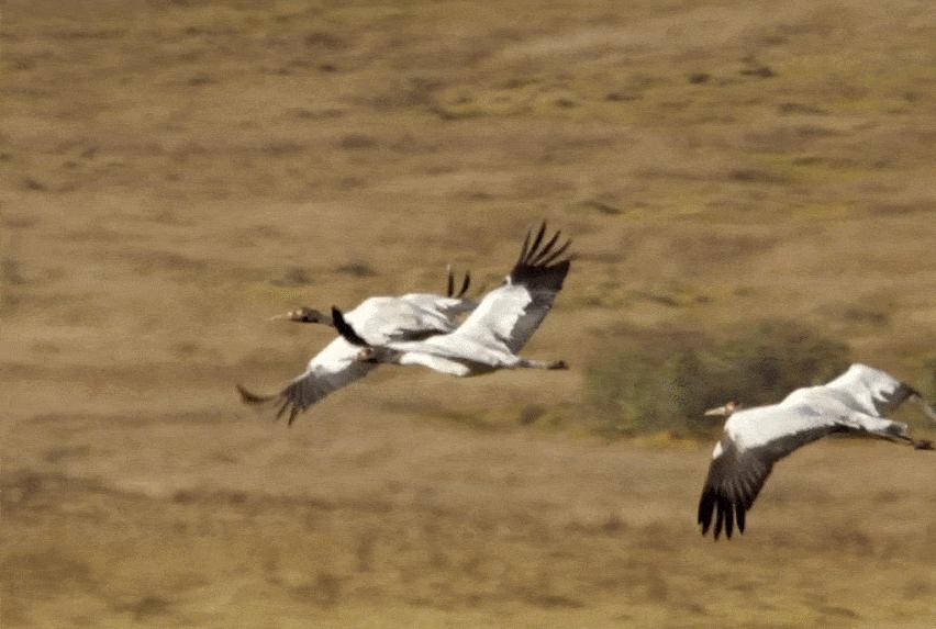 黑颈鹤的有趣之处,黑颈鹤有什么爱好