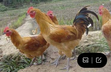 养鸡的朋友,养鸡人一定要看的便宜好用小妙招