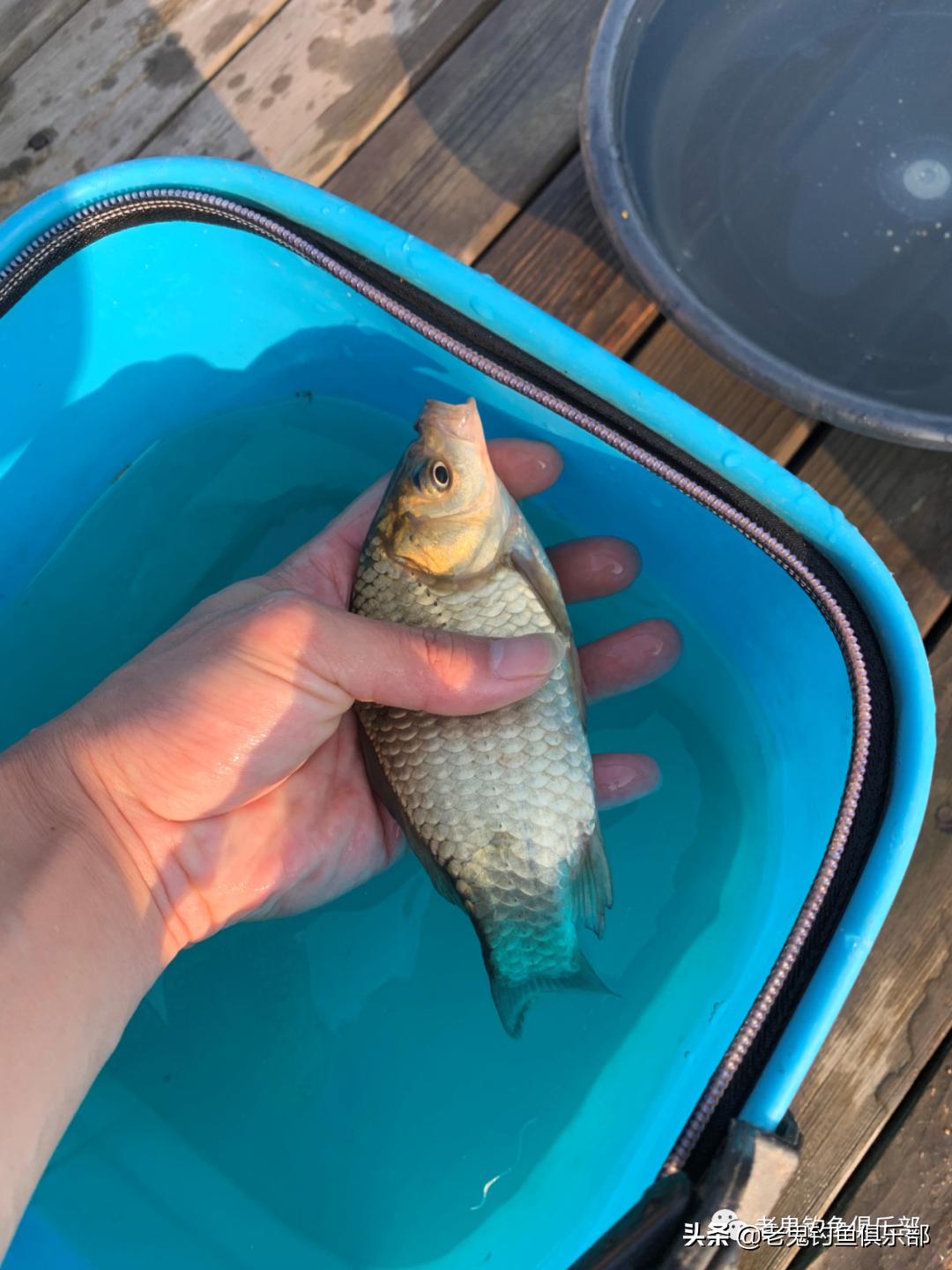 用鬼飞饵钓鱼,用鬼飞路亚怎么样