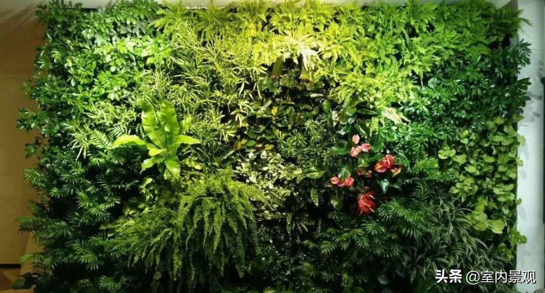 植物墙与永生植物墙不同,植物墙天然