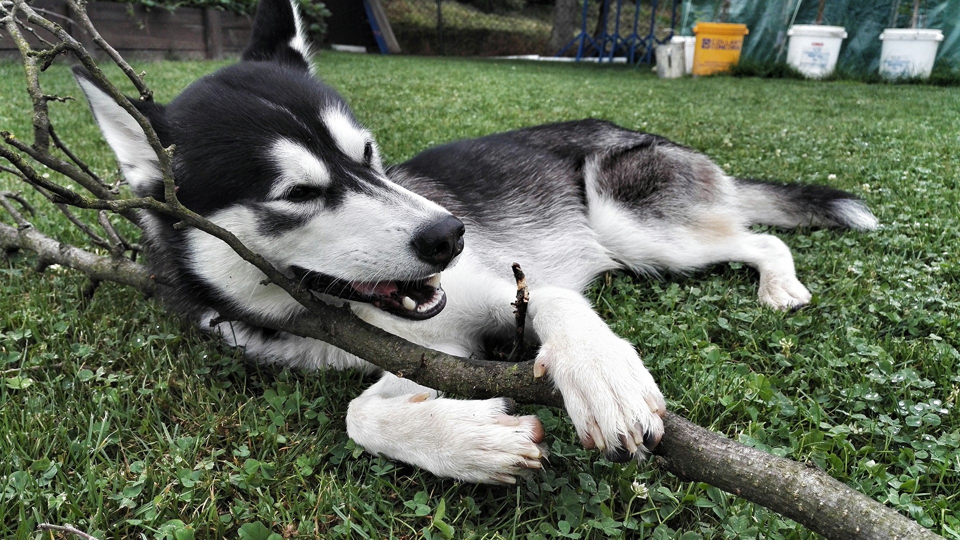 想养哈士奇但怕它拆家,哈士奇被父母遛的不拆家了