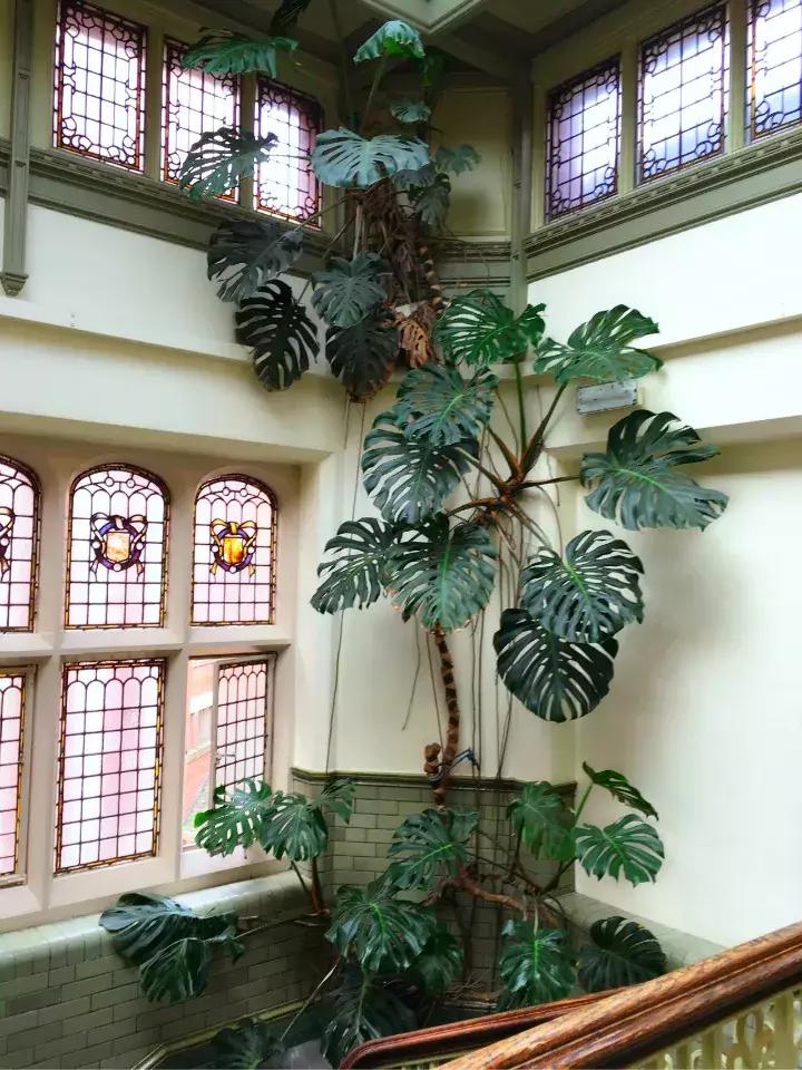 适合家里养的喜阴花,家里适合养的喜阴花