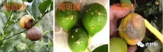 炭疽如何治疗以及预防,炭疽的预防和治疗