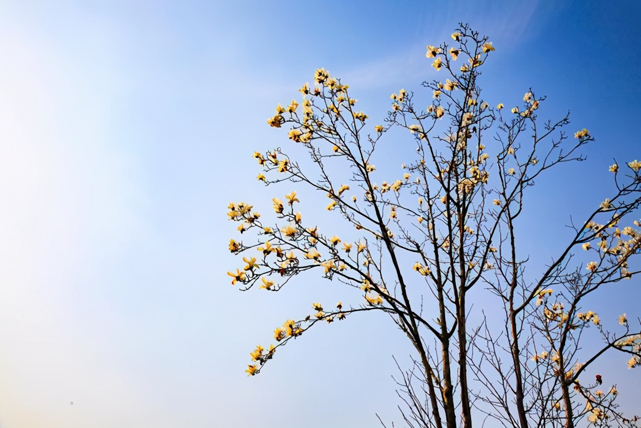 文徵明玉兰图花语,江南四大才子文徵明
