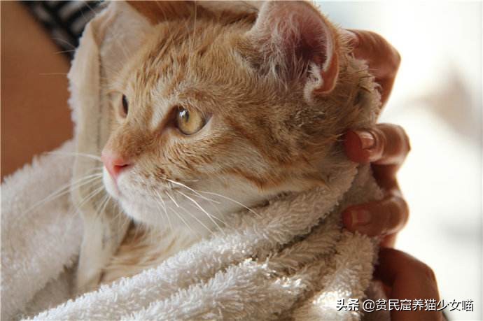 洗猫妙招,洗猫绝招