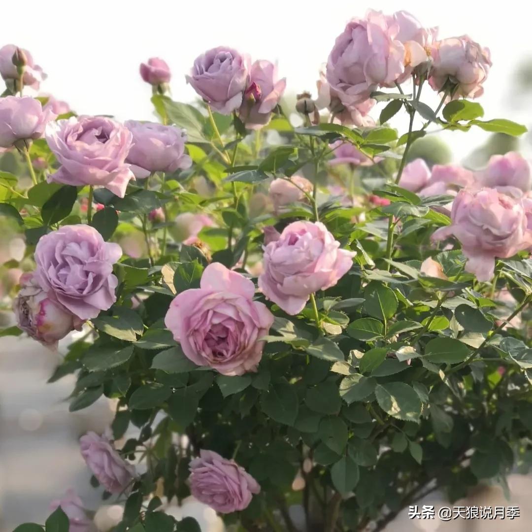 520你最想收到什么玫瑰,520这样的玫瑰你们喜欢吗