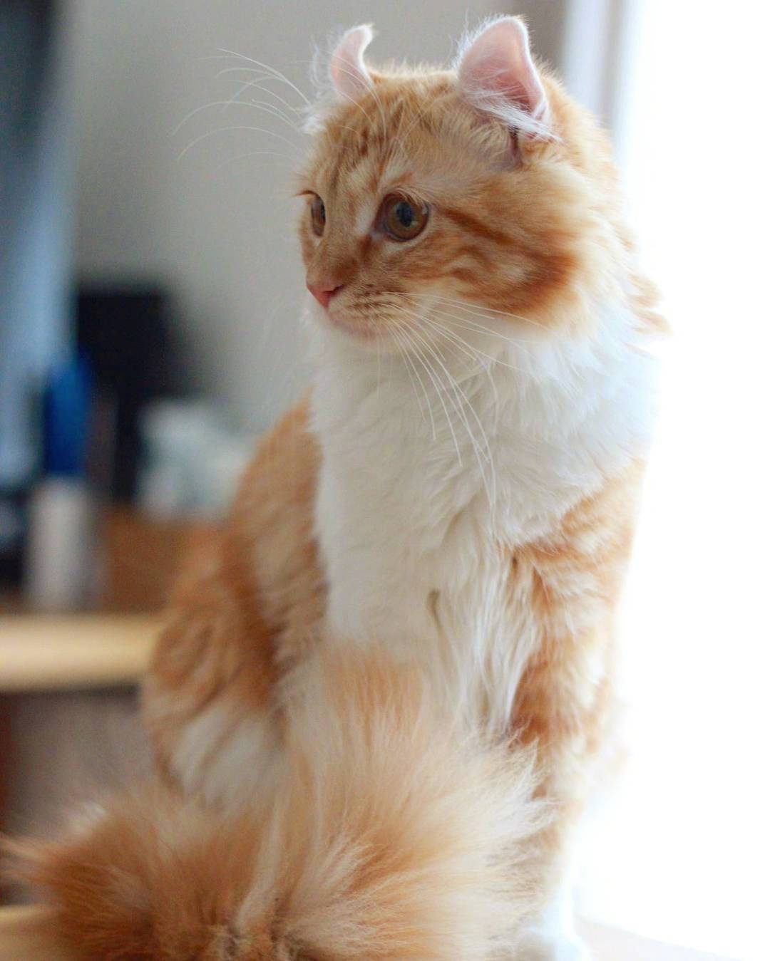 又骗我养猫系列|长得像大橘的卷耳猫