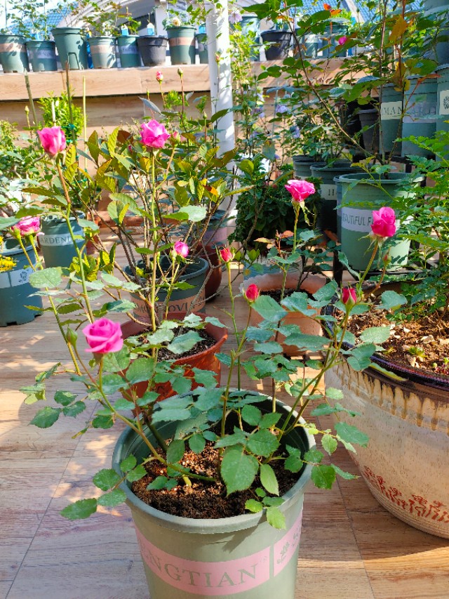 自制花架省钱又漂亮,自制花架全部教程