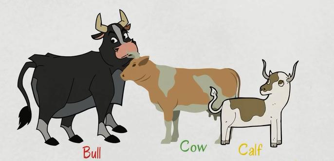 描述动物特征的英文词汇,动物英文词汇1000词