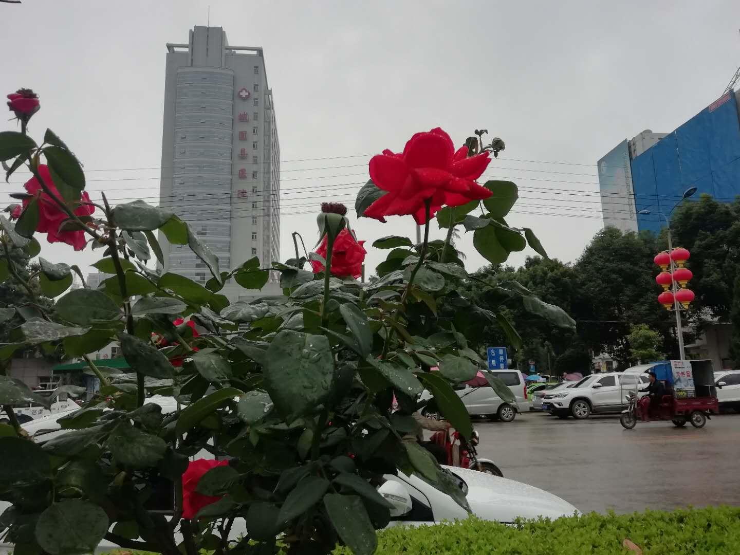 「慕思词联」人生常似风前絮