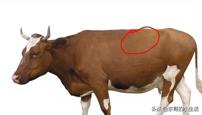 牛身上的肉各部位回民的叫法,牛身上哪个部位的肉最适合烤肉