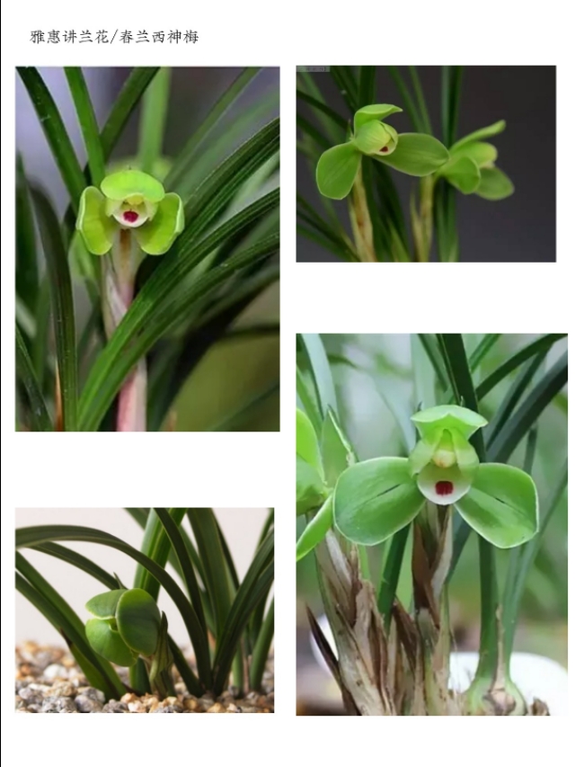 阳台养兰春兰品种推荐,兰友喜欢的春兰品种排名