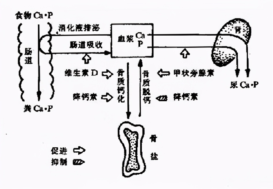 35岁左右补钙预防骨质疏松吗,35岁人补钙