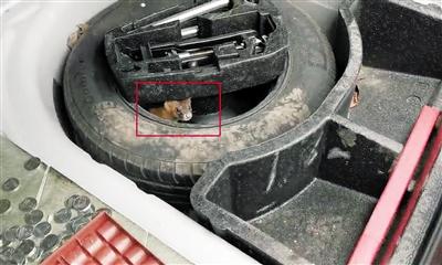 派出所民警抓黄鼠狼,民警抓住黄鼠狼