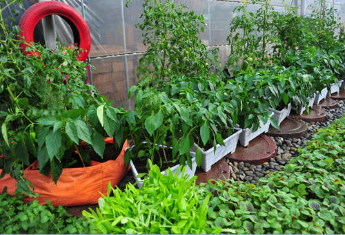 阳台种菜最关键的是什么,阳台种菜关键技术小白菜