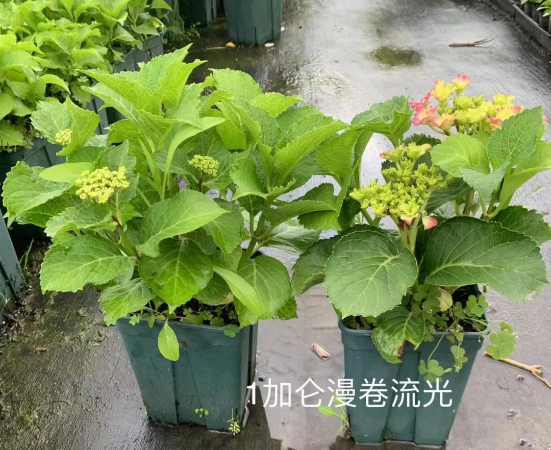 春季绣球叶子发皱怎么回事,夏季绣球老叶子都干枯怎么处理