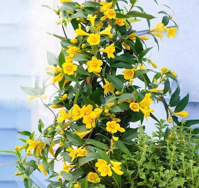 养法国香水茉莉，这么“施肥”最靠谱，叶片长得多，开花必爆盆